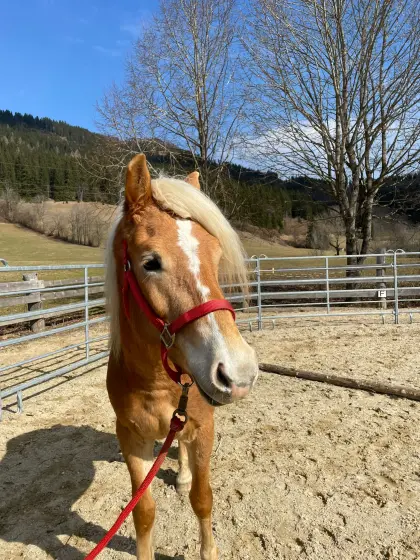 3-jährige Haflingerwallache zu verkaufen