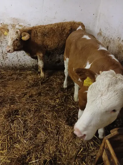 Einsteller-Kalbinnen