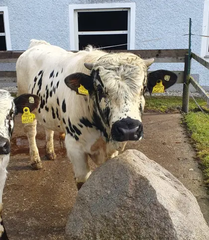 Pustertaler Sprinzen Stier