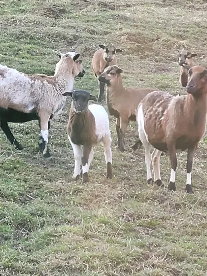 2 x Kamerun Böcke ab April