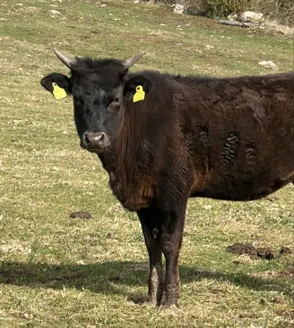 Bio-Wagyu-Rinder