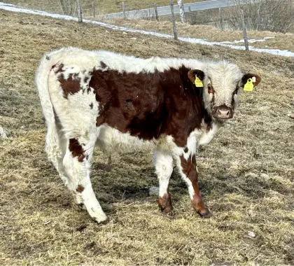 Pustertaler Stier Bio