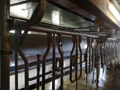 Side by Side Melkstand