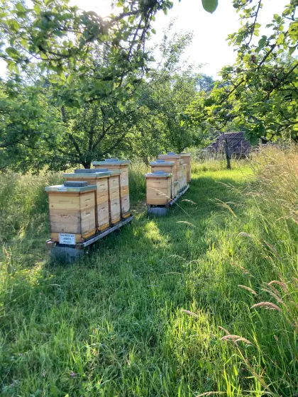 Carnica BIO Wirtschaftsvölker Zander Jumbo letzte Völker