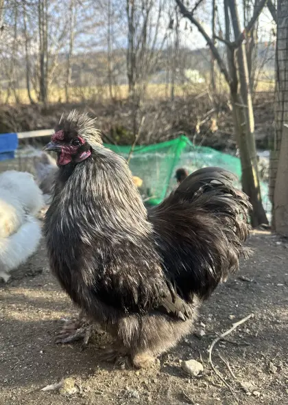 Zwerg-Seidenhähne zu verschenken