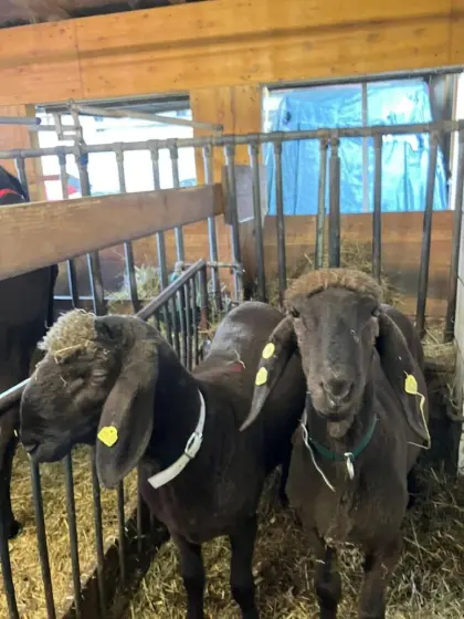 Bergschaft-Widder ohne HB.