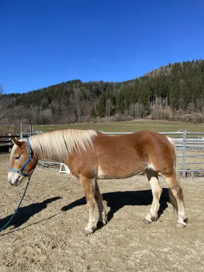 8-jährige Haflingerstuten zu verkaufen