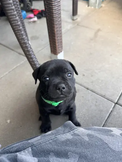 Staffbull Welpen suchen liebevolles Zuhause