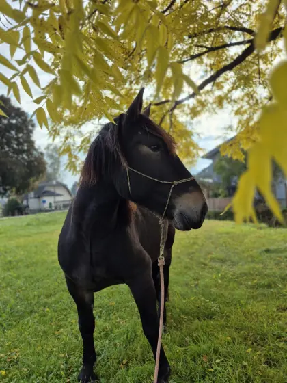 Granit Vulkan, 5-jähriger Noriker Wallach