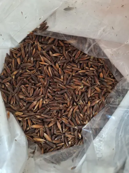 Schwarzhafer Bio-Austria AT Pferdefutter