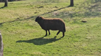 Schwarzkopfbock zu verkaufen