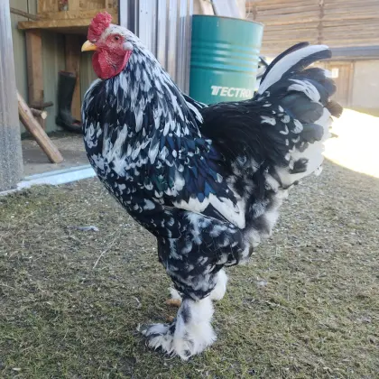 Junger Brahmahahn black mottled