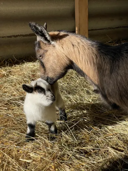 Afrikanische Zwergziegen