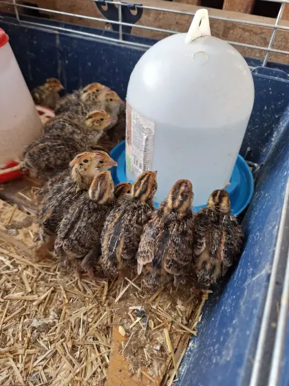 Wildfarbene Wachteln (männlich)