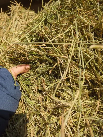 Bio Kleeheu, Quaderballen