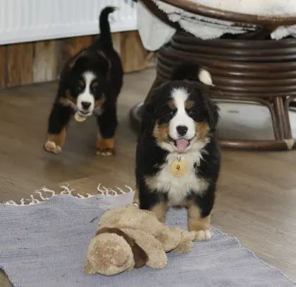 Swissy Hündin Langhaar Mini Berner