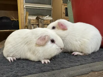 Meerschweinchen / Rassemeerschweinchen