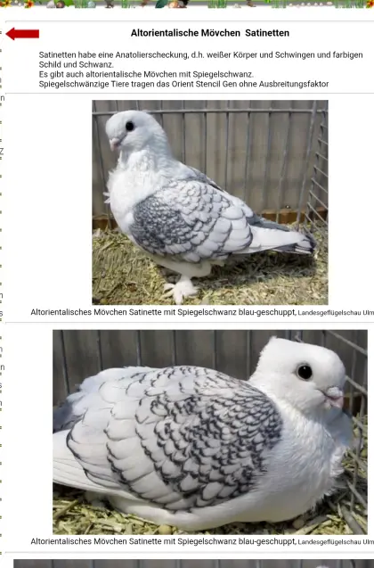 Altorientalische Mövchen