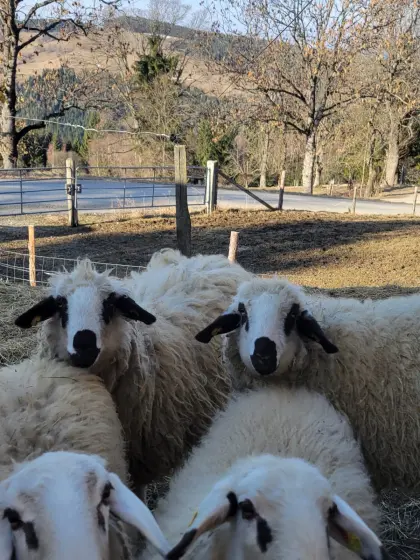 2 gekreuzte Bio-Schafe