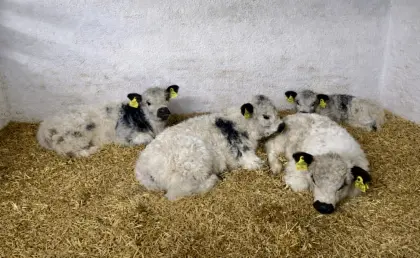 Stierkälber und weibl. Kälber