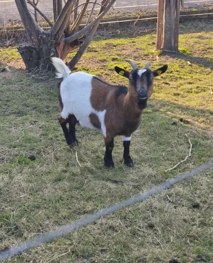 Zwergziegen-Pärchen