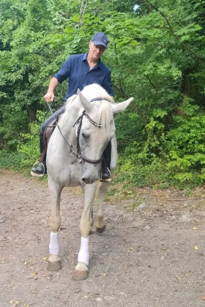 Zuchtstute bzw. Freizeitpferd