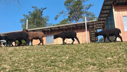 Jura Lämmer männlich