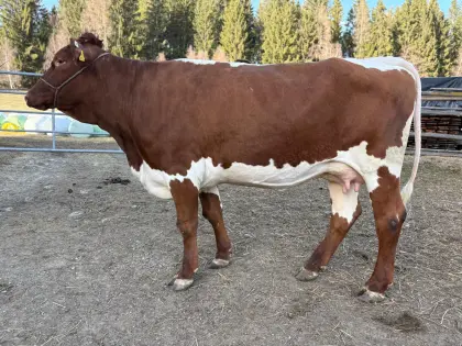 Original Bio Pinzgauer Jungkuh