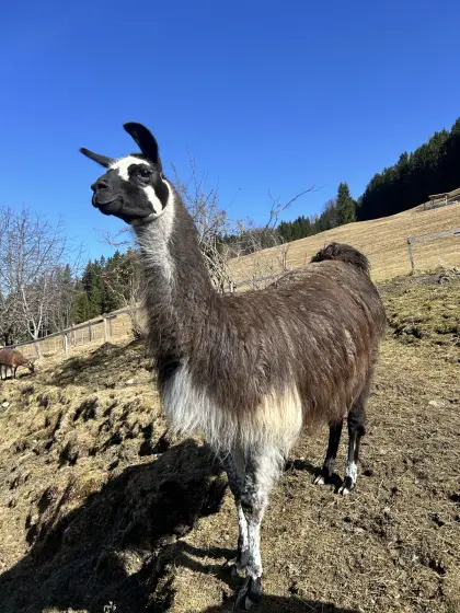 Lama Wallach Giovanni