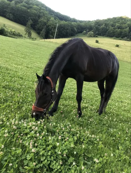 Bedingt reitbare Beisteller