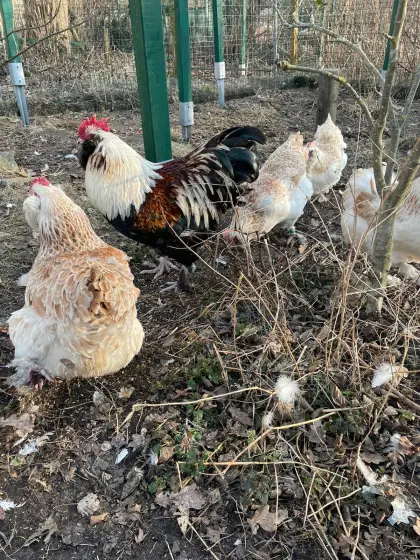 Bruteier der großen, deutschen Lachshühner