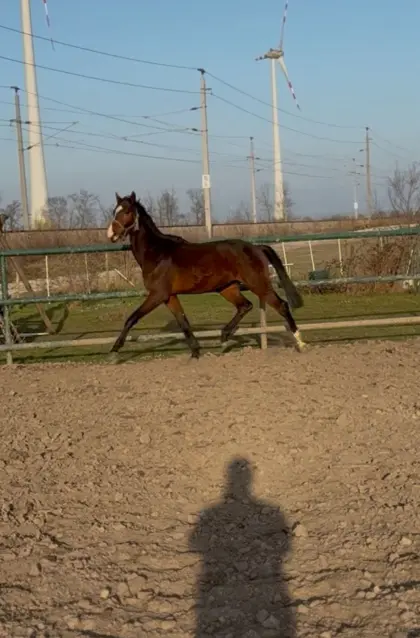 Springbetonter Hengst mit hervorragender Galoppade