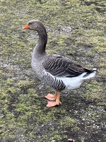 Sehr zutraulicher Pommerngans Ganter