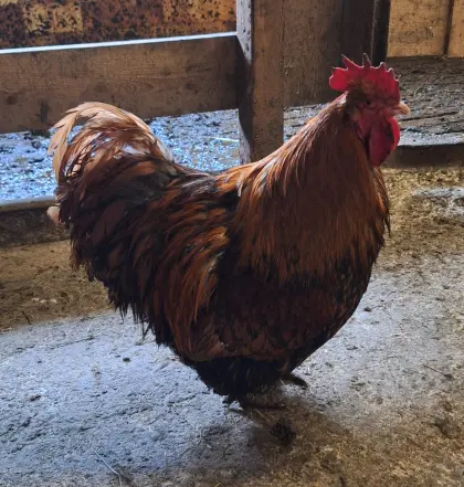 Orpington Hahn