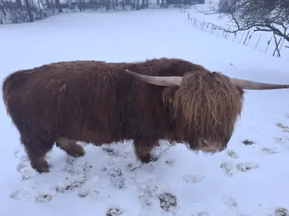 Hochlandrind-Stier