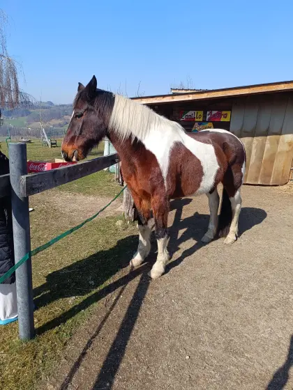 Beistellpferd, gesunder Wallach