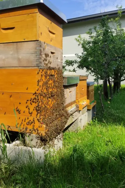 Wirtschaftsvölker Bienenvolk Zander Flachzarge