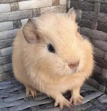 California-Meerschweinchen