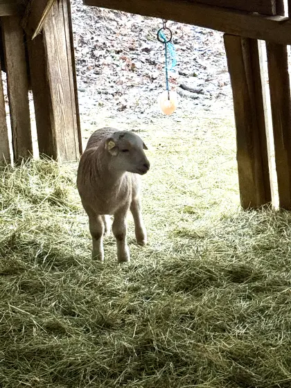 BIO Jung-Bock-Lamm (Nolana/Braunes Haarschaf)