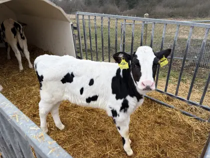 Holstein Zuchtkälber