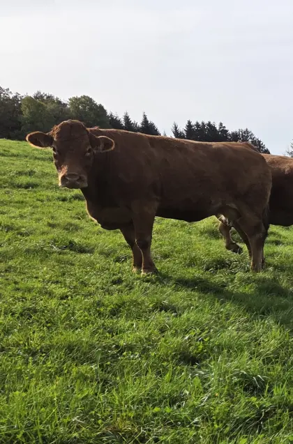 Reinrassige Herdebuch-Limousinkuh