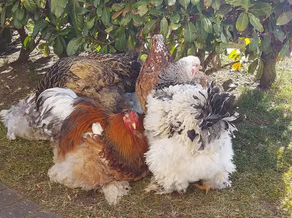 Brahma Bruteier, Eier, reinrassig, groß