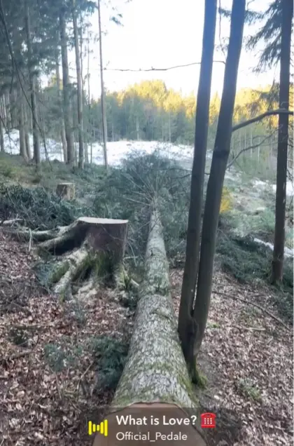 Holzschlägerung