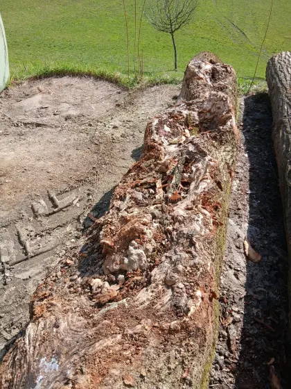 Eschenstamm für Künstler, Schnitzer