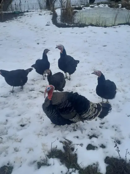 Kanadische Wildputen