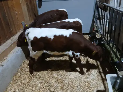 Original Pinzgauer Zuchtkalb, bio