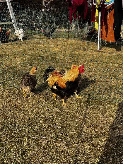 Zwerg-Wyandotten oranghalsig gebändert