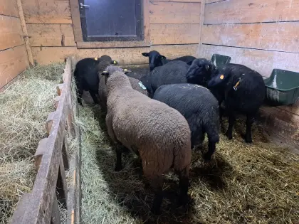 Verkaufe Jurazuchtwiddern