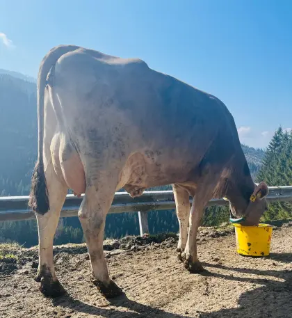 Brown Swiss Erstkalbskuh