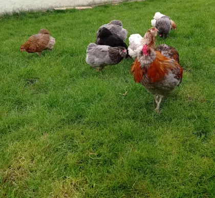 Araucana Bruteier Grünleger